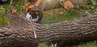 Why Choose Our Tree Removal Services in Woodsville, NH?