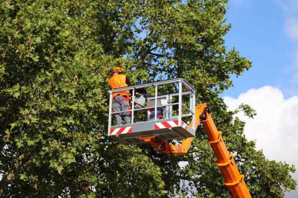 Best Tree Risk Assessment  in Woodsville, NH