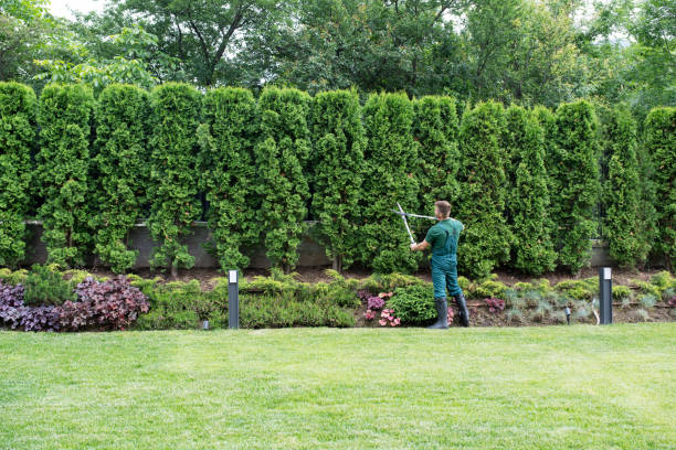 Reliable Woodsville, NH  Tree Services Solutions