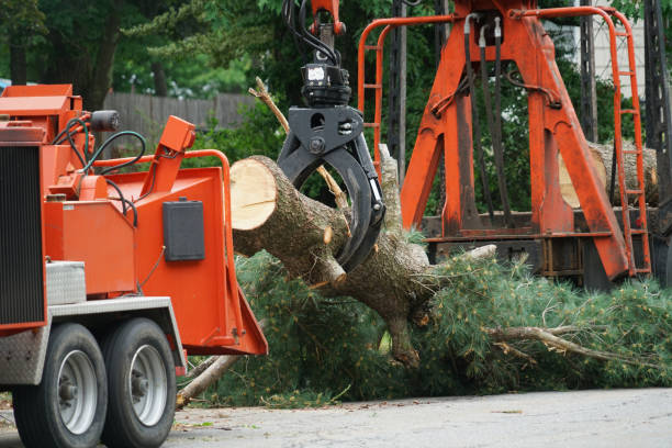 Best Tree Disease Treatment  in Woodsville, NH