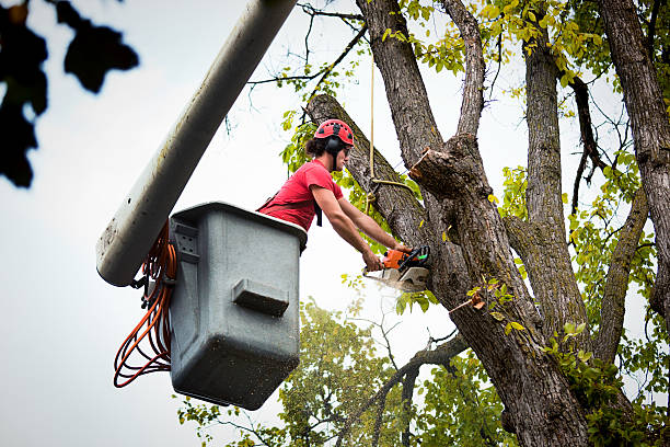 Best Tree Mulching Services  in Woodsville, NH