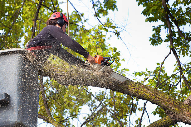  Woodsville, NH Tree Services Pros